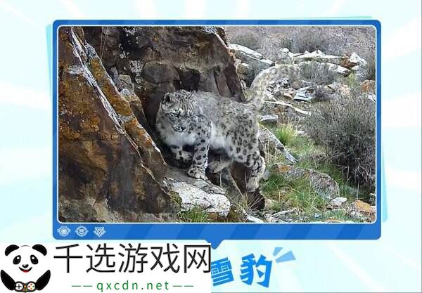 王者荣耀峡谷热门生物皮肤鉴定！史诗限定百里守约-雪豹·霜爪爆料！